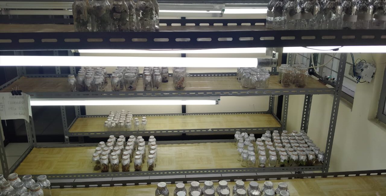 Lab. Struktur dan Fungsi (Kultur Jaringan) (isi)